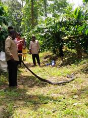 ಬೃಹತ್ ಪ್ರಮಾಣದ ಕಾಳಿಂಗ ಸರ್ಪ ಸೆರೆ: | Kannada Prabha